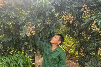 Chính sách tín dụng đóng góp quan trọng trong công cuộc giảm nghèo, bảo đảm an sinh xã hội ở tỉnh Hưng Yên