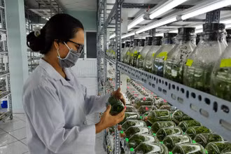 Nguồn nhân lực trình độ đại học trong lĩnh vực nông nghiệp đang trong tình trạng thiếu hụt. 