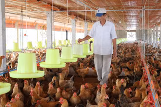 Nông dân nuôi gà theo mô hình trang trại (Ảnh: minh hoạ)