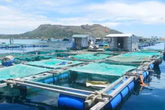 Phát triển thủy sản bền vững theo hướng tăng nuôi trồng, giảm khai thác là một trong những nhiệm vụ trọng tâm trong định hướng phát triển ngành thủy sản giai đoạn hiện nay. (Ảnh: HIỀN CỪ)