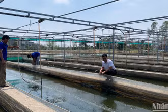 Chuyển đổi sinh kế tại các cộng đồng ngư dân ven biển theo hướng giảm khai thác, tăng nuôi trồng và đẩy mạnh bảo tồn biển, bảo vệ và phát triển nguồn lợi thủy sản được xác định hướng đi bền vững của ngành thủy sản.