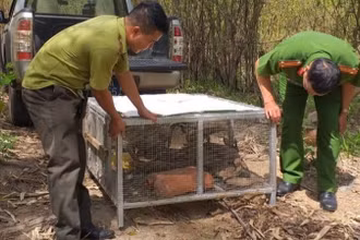 Thời gian qua do chênh lệch về giá cả, lợi nhuận cao nên các đối tượng buôn bán động vật nhập lậu đã thực hiện nhiều thủ đoạn tinh vi để thực hiện hành vi trái pháp luật. 