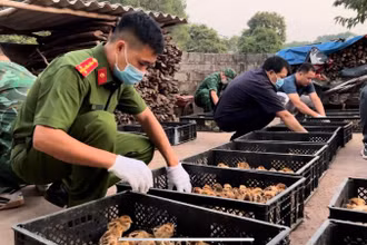 Tình trạng nhập lậu gia cầm trong 9 tháng có chiều hướng tăng mạnh.