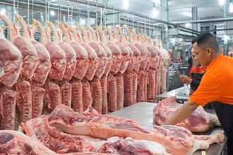 Chăn nuôi lợn của Việt Nam có tiềm năng rất lớn, mặc dù vậy, theo các chuyên gia hiện nay chúng ta chăn nuôi được rất nhiều nhưng xuất khẩu thì chưa được như kỳ vọng.