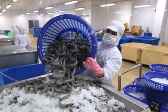 Năm 2025, mặc dù còn phải đối mặt với nhiều khó khăn thách thức nhưng xuất khẩu tôm đã có những tín hiệu tích cực.