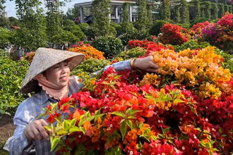 Người dân làng hoa giấy Lân Đông, xã Phú Sơn chăm sóc hoa giấy chuẩn bị bán dịp Tết.