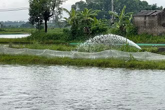 Nhiều khu vực nuôi trồng thủy sản bị ngập ở huyện Tứ Kỳ phải tổ chức tiêu úng.