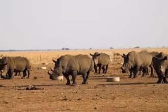 Tê giác tại khu bảo tồn tê giác Buffalo Dream Ranch. (Nguồn: Reuters) 