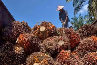 Nông dân thu hoạch cọ tại tỉnh Riau, Indonesia. (Ảnh: AFP/TTXVN)