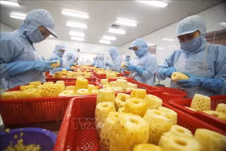 Chế biến sản phẩm dứa đóng hộp tại nhà máy của Công ty cổ phần xuất nhập khẩu nông sản An Giang. (Ảnh tư liệu: TTXVN)