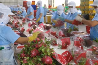 Sơ chế thanh long xuất khẩu ở Tiền Giang. (Ảnh minh họa: TTXVN) 