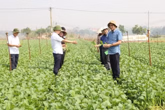 Nhiều diện tích rau xanh ở huyện Mê Linh đã cho thu hoạch. 