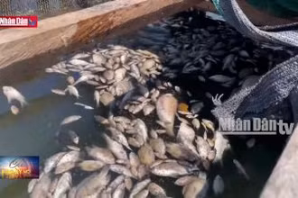 Gia Lai: Làm rõ nguyên nhân cá chết hàng loạt trên lòng hồ Ia Mơ