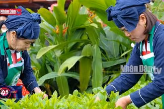 Câu chuyện văn hóa: Phát triển du lịch cộng đồng gắn với văn hoá trà