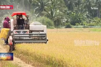 Bạc Liêu: Nông dân phấn khởi khi giá lúa thơm tăng cao