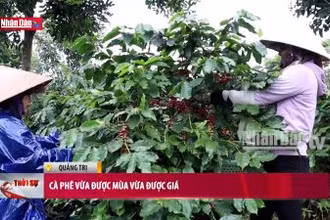 Cà phê vừa được mùa vừa được giá