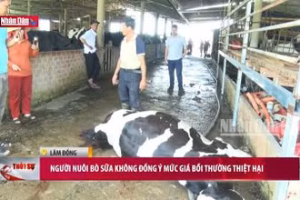 Người nuôi bò sữa không đồng ý mức bồi thường thiệt hại