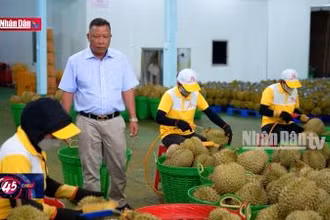 Nông sản Việt rộng cửa sang Trung Quốc