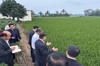 Tham quan vùng trồng lúa giống ST25 tại Sóc Trăng.