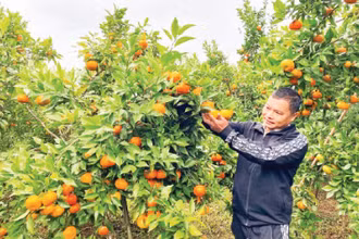 Một mô hình trồng cây ăn quả mang lại thu nhập cao của nông dân huyện Na Rì.