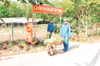 Chiến sĩ dân quân thường trực xã Thanh Hòa, huyện Bù Đốp thu hoạch rau xanh tăng gia.