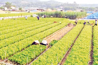 Nắng sớm trên vườn ươm.