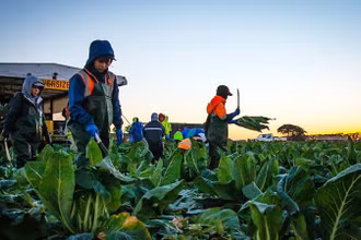 Người dân các đảo quốc Thái Bình Dương có thêm cơ hội việc làm tại Australia. (Ảnh ABC.NET.AU)