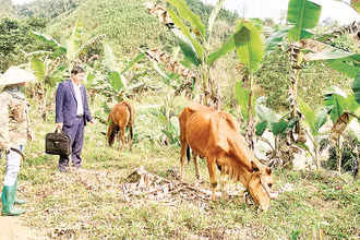 Đến nay, Dự án hỗ trợ chăn nuôi bò sinh sản ở hai xã Tân Dương và Tân Định, huyện Định Hóa có hơn 87% số bò cái đã sinh bê con.