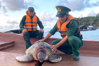 Cán bộ Đồn Biên phòng Thổ Châu đưa rùa ra biển thả về lại đại dương. (Ảnh: Đồn Biên phòng Thổ Châu cung cấp). 