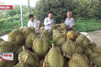 Sầu riêng được xuất khẩu chính ngạch sang Trung Quốc