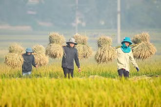 Nông dân Điện Biên thu hoạch lúa mùa. (Ảnh: Lê Lan)