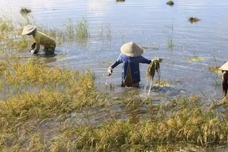 Mức hỗ trợ với cây trồng bị thiệt hại do thiên tai, dịch hại thực vật được quy định tại Nghị định 09/2025/NĐ-CP của Chính phủ.