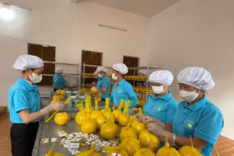Công nhân Công ty RYB bọc lưới bưởi để đóng gói trước khi chuyển lên xe xuất khẩu sang Anh.
