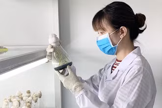 Nghiên cứu sự sinh trưởng của cây tại Viện Cây lương thực và cây thực phẩm.
