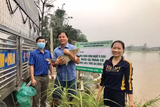Thu hoạch cá trắm thương phẩm tại huyện Phú Xuyên (Hà Nội).
