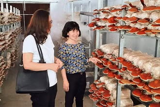 Mô hình trồng nấm linh chi tại Khu Nông nghiệp công nghệ cao Thành phố Hồ Chí Minh.