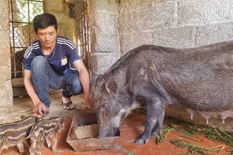Nhiều hội viên hộ nông dân ở xã Tân Thành, Cao Lộc (Lạng Sơn), mở rộng chăn nuôi lợn bản địa, đem lại thu nhập cao.