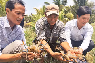 Nông dân xã Mỹ An, huyện Thạnh Phú, tỉnh Bến Tre nuôi tôm càng xanh trong ruộng lúa mang lại hiệu quả cao.