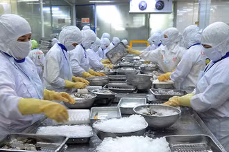 Chế biến thủy sản xuất khẩu tại Công ty cổ phần Thủy sản Cafatex (Hậu Giang). (Ảnh: TRẦN QUỐC)
