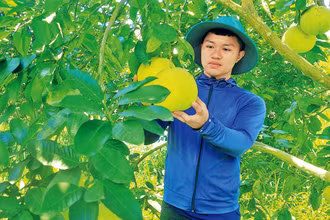 Anh Trương Quốc Việt trong vườn bưởi rộng hơn 10 ha ở xã Kim Hóa, huyện Tuyên Hóa (Quảng Bình).