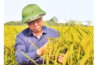 Giống lúa nếp Bể bản địa (còn gọi là nếp Keo) ở huyện Vũ Thư được bảo tồn và phục tráng thành công.
