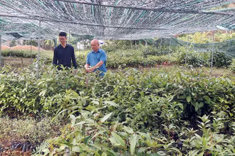 Công ty TNHH MTV Xuất nhập khẩu Dược liệu Kim Sơn (xã Hưng Vũ, huyện Bắc Sơn) phát triển mô hình liên kết trồng cây dược liệu với nhiều hộ dân trong huyện.