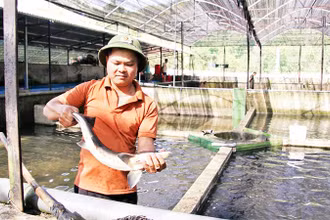 Trang trại nuôi cá tầm thương phẩm duy nhất ở huyện Bác Ái, tỉnh Ninh Thuận, đem lại doanh thu hơn 10 tỷ đồng/năm.
