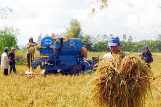 Nông dân huyện Thới Lai, thành phố Cần Thơ thu hoạch lúa. (Ảnh THANH VŨ)