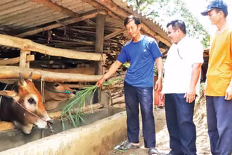 Đồng chí Nguyễn Văn Tâm (giữa) thăm mô hình chăn nuôi bò của gia đình anh Thào Sè Lúa ở thôn Ea Uôl.