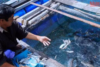 Quanh cụm đảo Hòn Chuối của tỉnh Cà Mau hiện có gần 150 lồng bè nuôi cá bớp của 29 hộ dân.