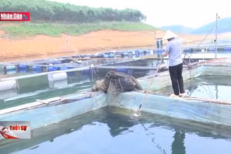 Khó khăn của người dân khi nước ở hồ Thác Bà xuống thấp