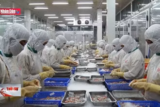 Niềm tin mới từ con tôm Cà Mau