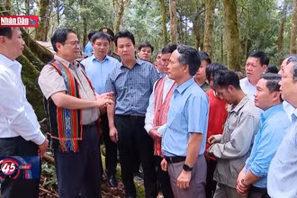 Liên kết 6 nhà để đẩy mạnh ngành công nghiệp sâm