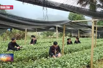 Nhiều tiềm năng của cây quế Văn Yên